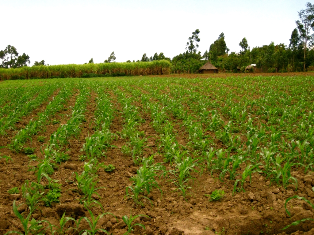 Come Aprire Un Azienda Agricola Senza Soldi