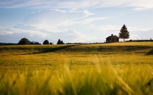 Affittare un terreno agricolo